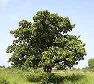 ecoinfo